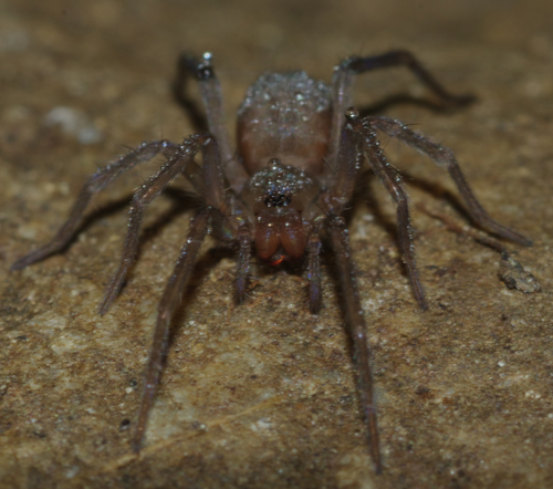 Giovane Tegenaria sp. - Arcavacata di Rende (CS)